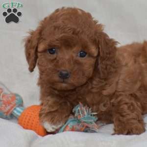 Kendra, Miniature Poodle Puppy